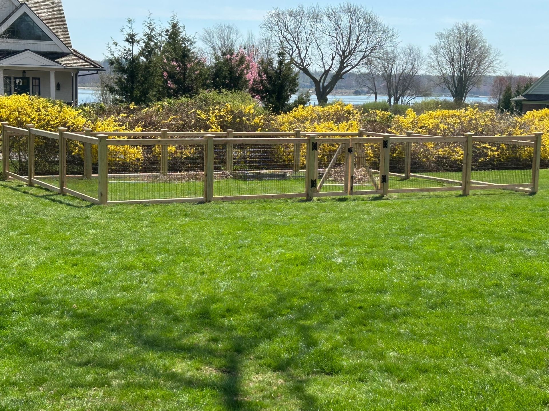 Daffodils blooming in a wooden garden bed beside a green lawn and house
