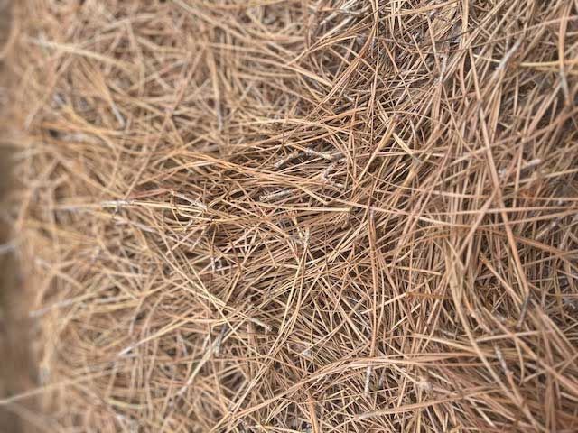 Close-up of brown pine needles, creating a textured, dense surface.