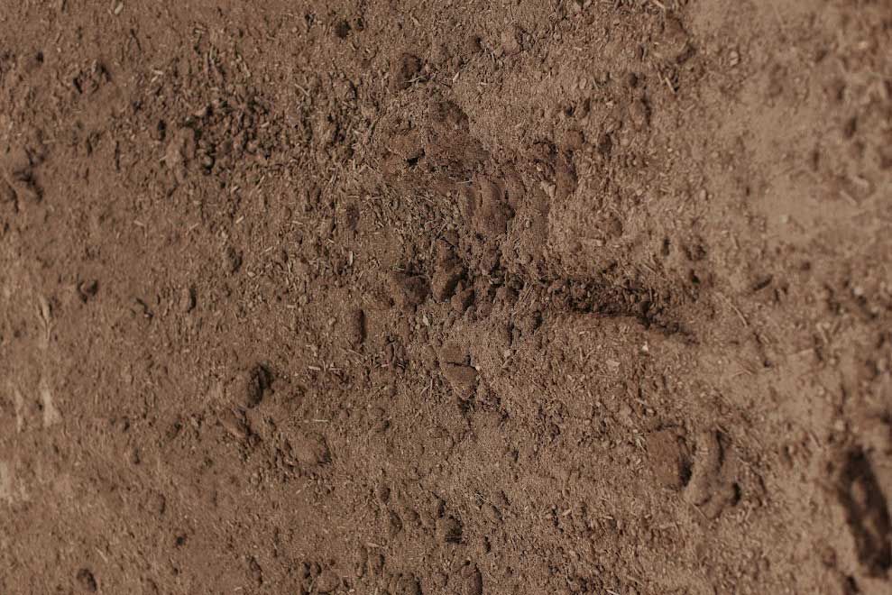 Brown, dirt-covered ground with a slightly uneven surface. Small tracks and imprints are visible.