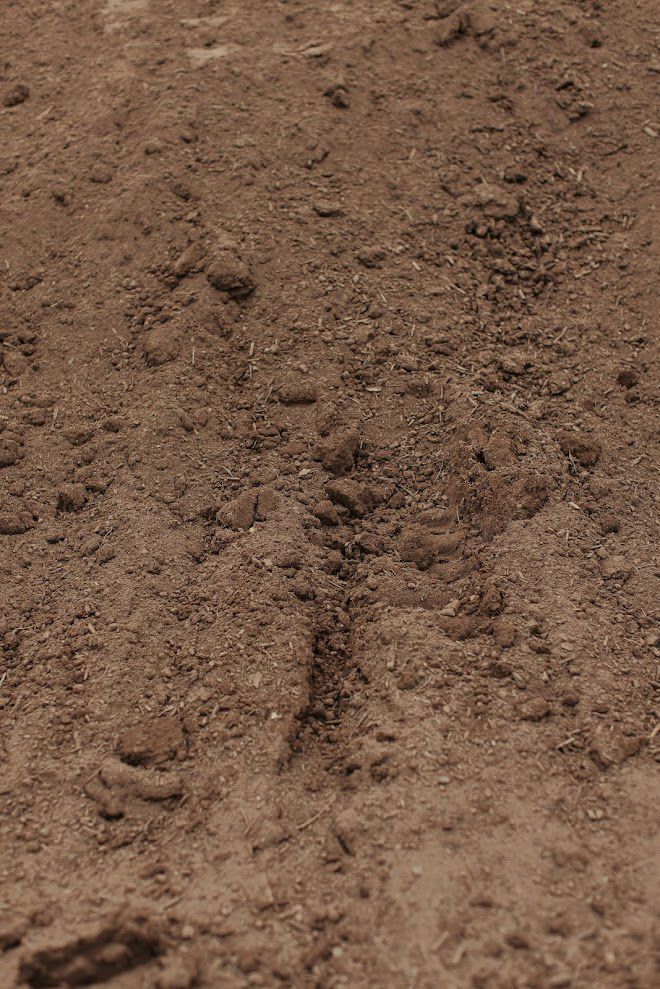 Close-up of brown dirt, showing a textured surface.
