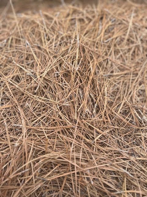 Close-up of brown pine needles, creating a textured, dense surface.