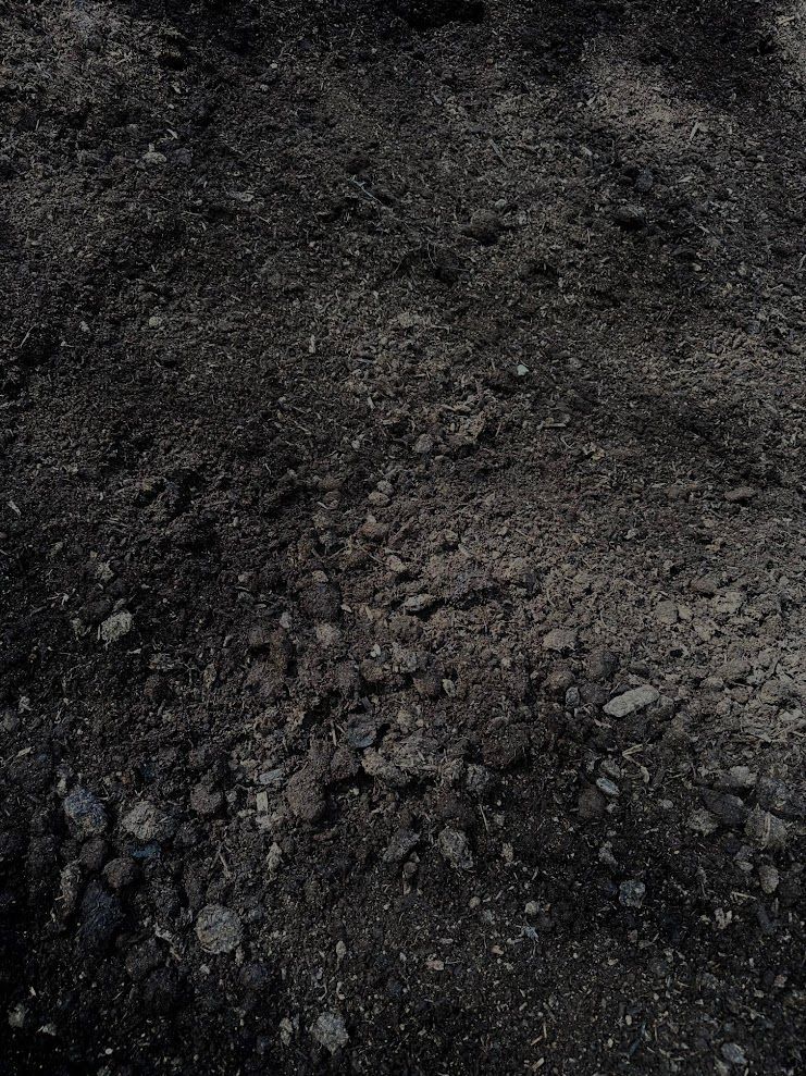 Dark, textured ground covered in small rocks and dirt.