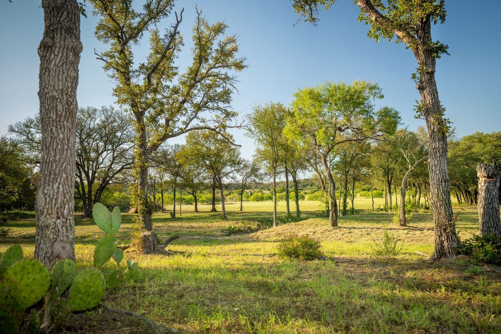 A lush green field with trees and cactus in the foreground.