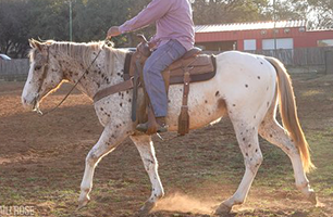 A man is riding a spotted horse in a field.