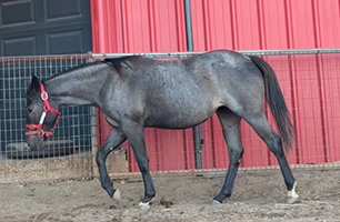 A horse is walking in front of a red building
