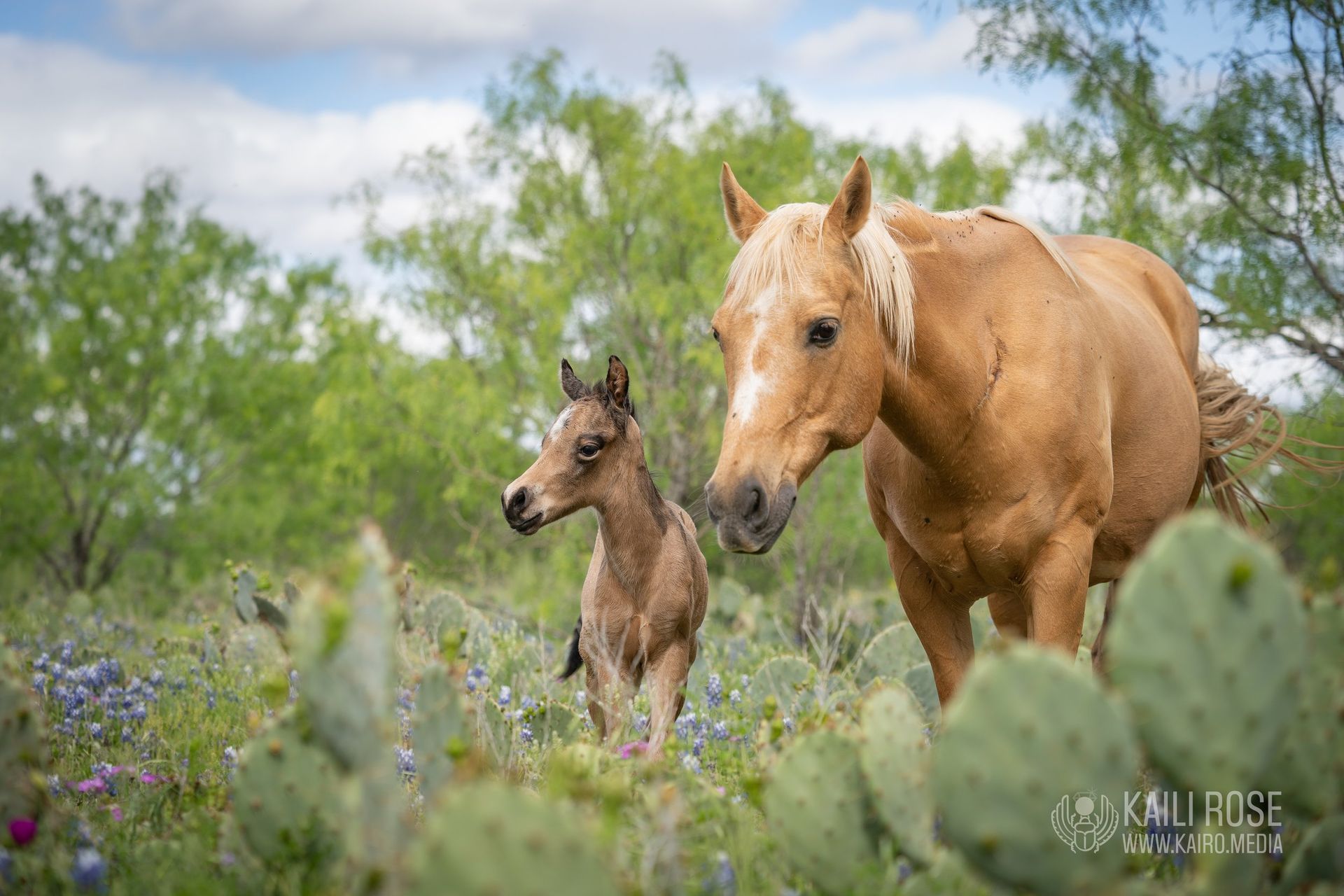A horse and a foal are standing next to each other in a field of cactus.