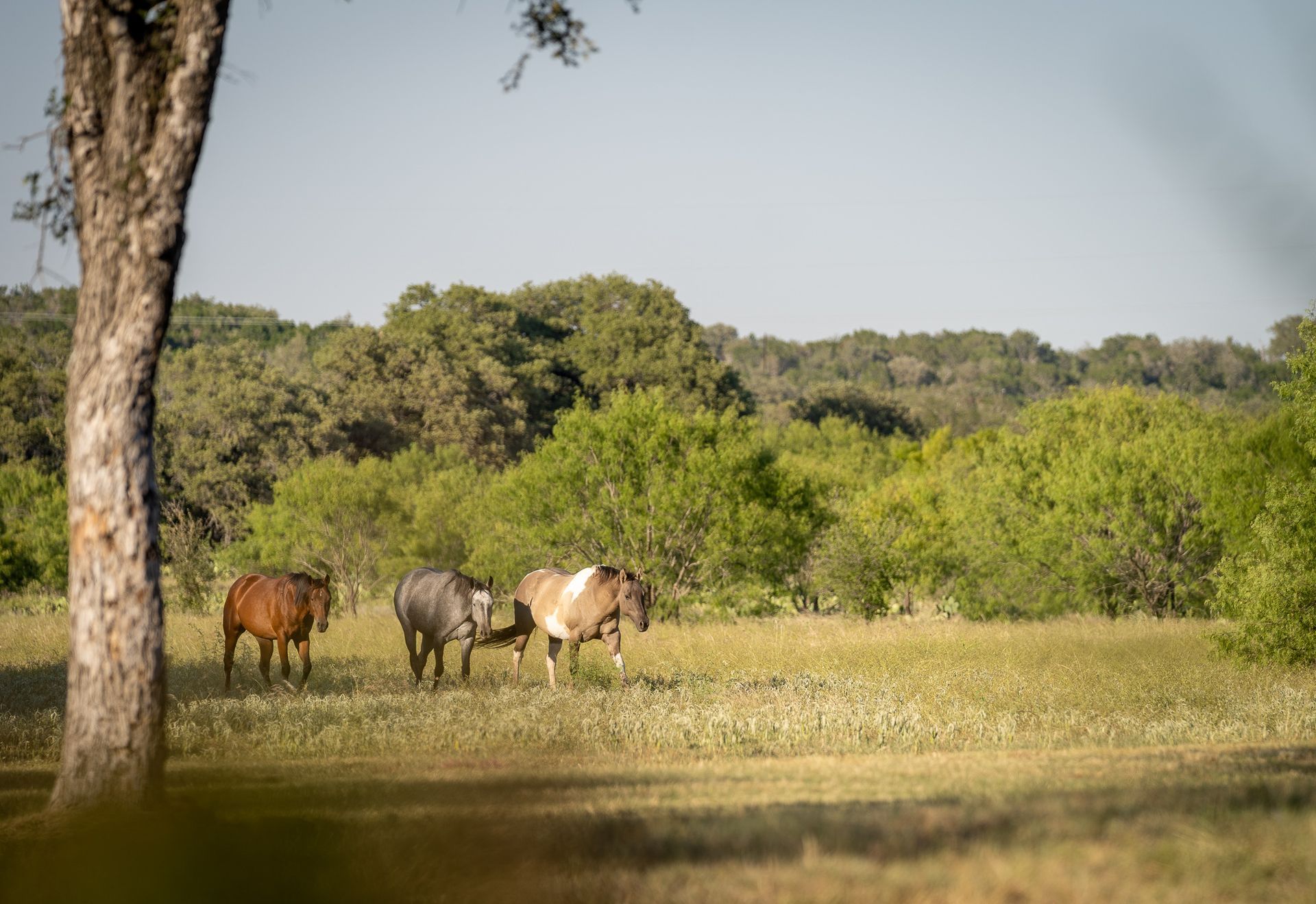 Three horses are standing in a field with trees in the background.