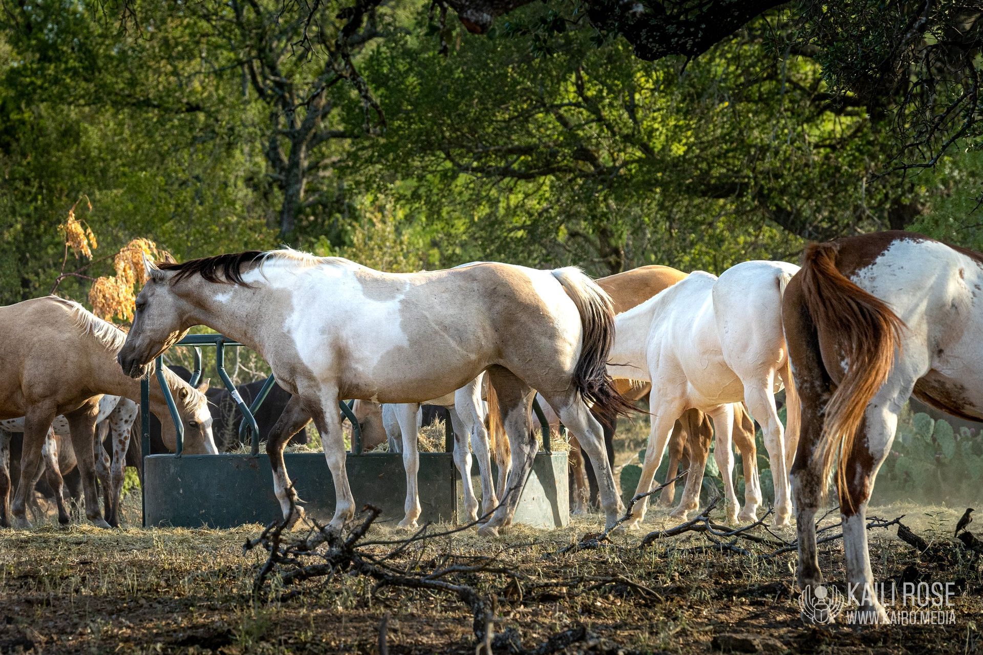 A herd of horses standing next to each other in a field.