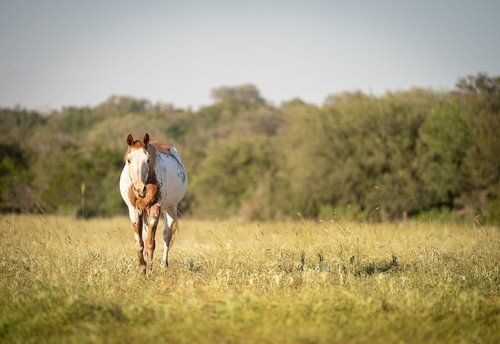 A brown and white horse is standing in a field with trees in the background.