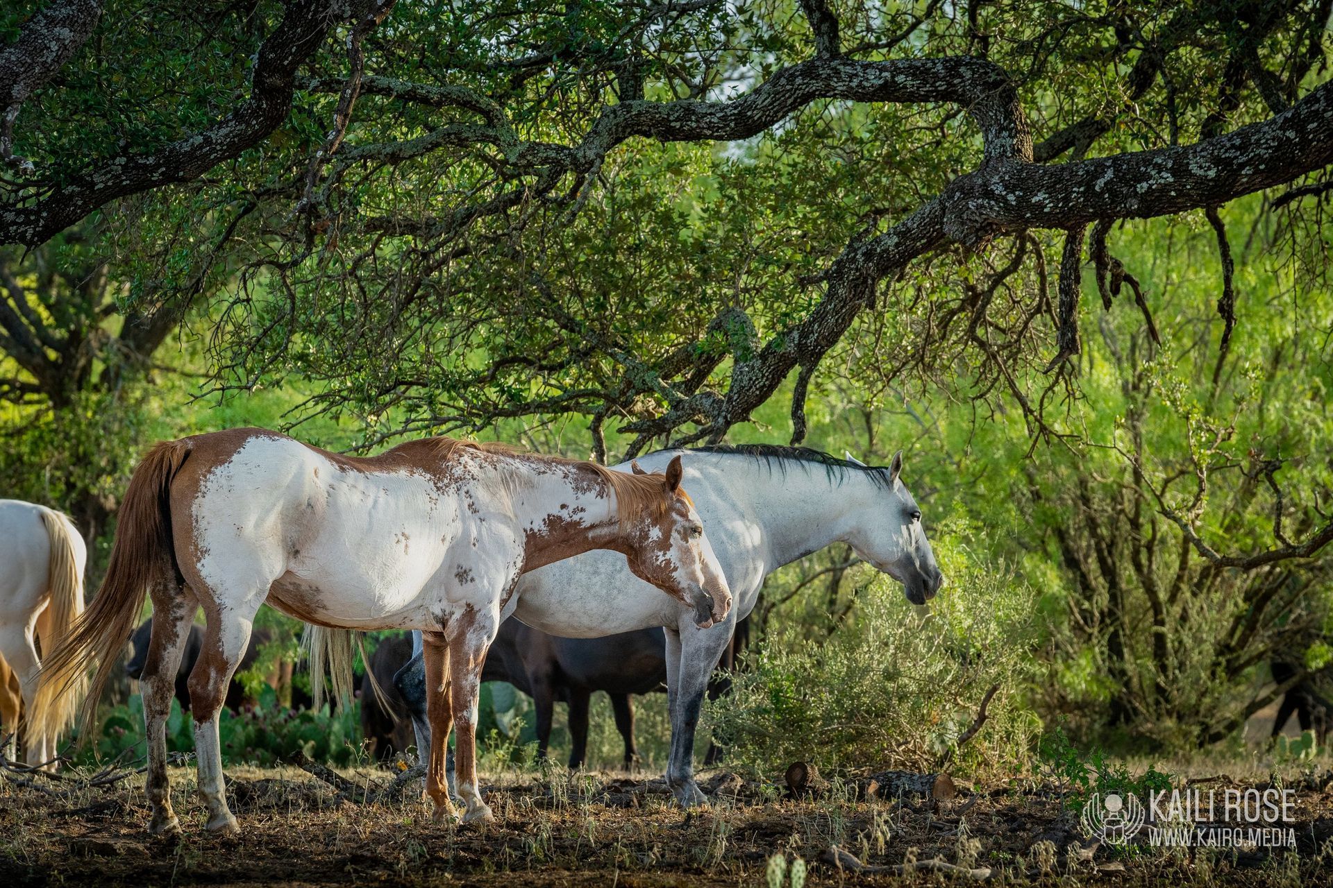 A herd of horses standing under a tree in the woods.