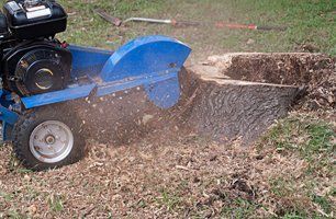 Removing stump using stump grinder