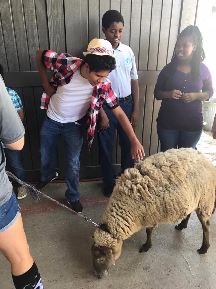 Boy petting a sheep on a leash while others watch in a barn-like pen