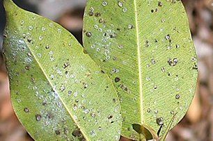 Ficus whitefly
