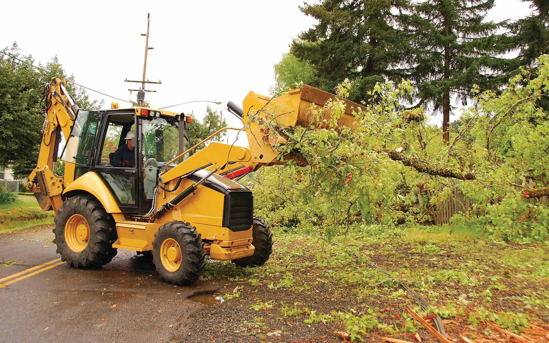 Backhoe-tree-clean-up