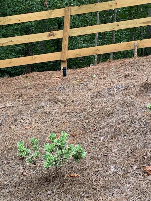 A small tree is growing next to a wooden fence.
