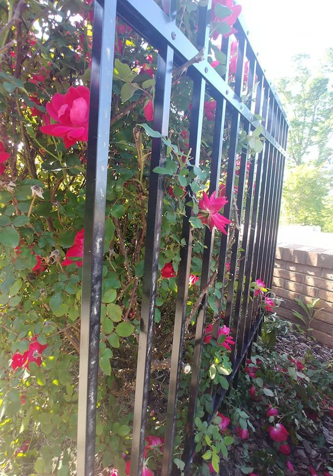 A black fence with red flowers growing on it