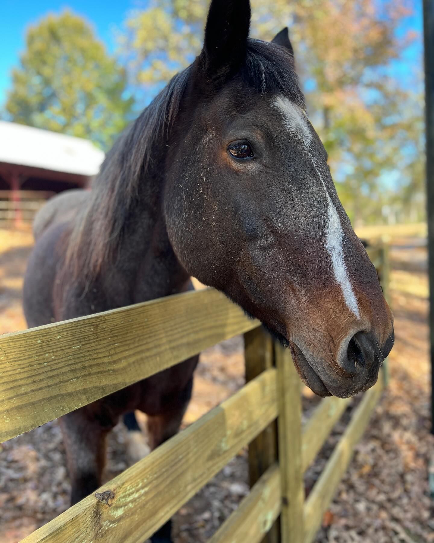 A brown horse with a white spot on its nose is leaning over a wooden fence.