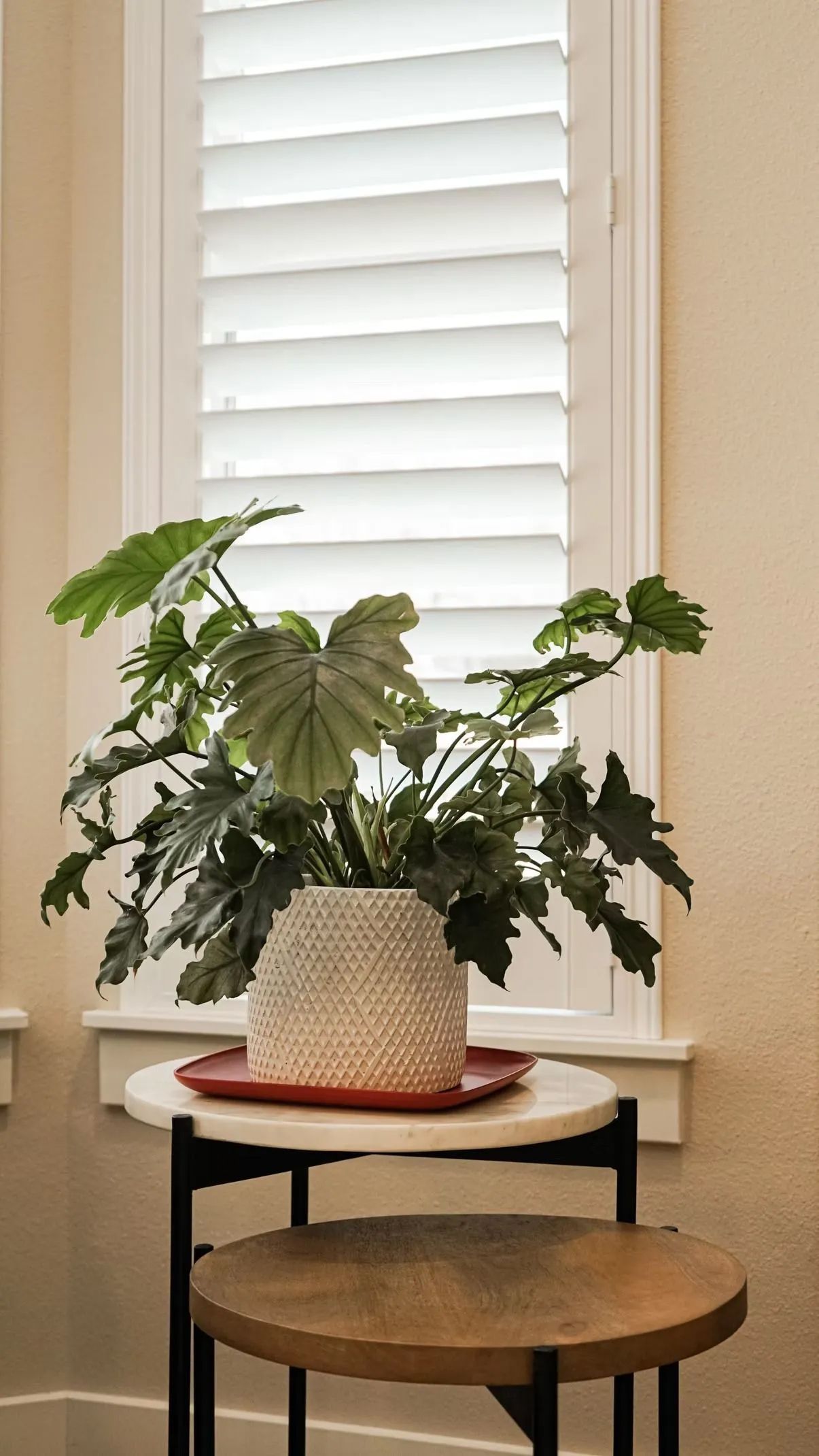 A potted philodendron plant sits on a small table in front of a window with white shutters.