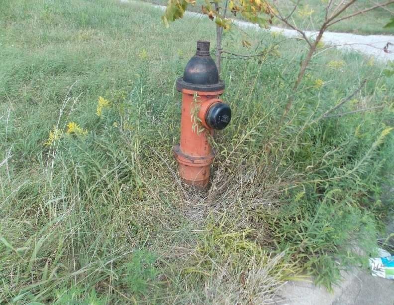 Orange fire hydrant in tall grass beside a paved path
