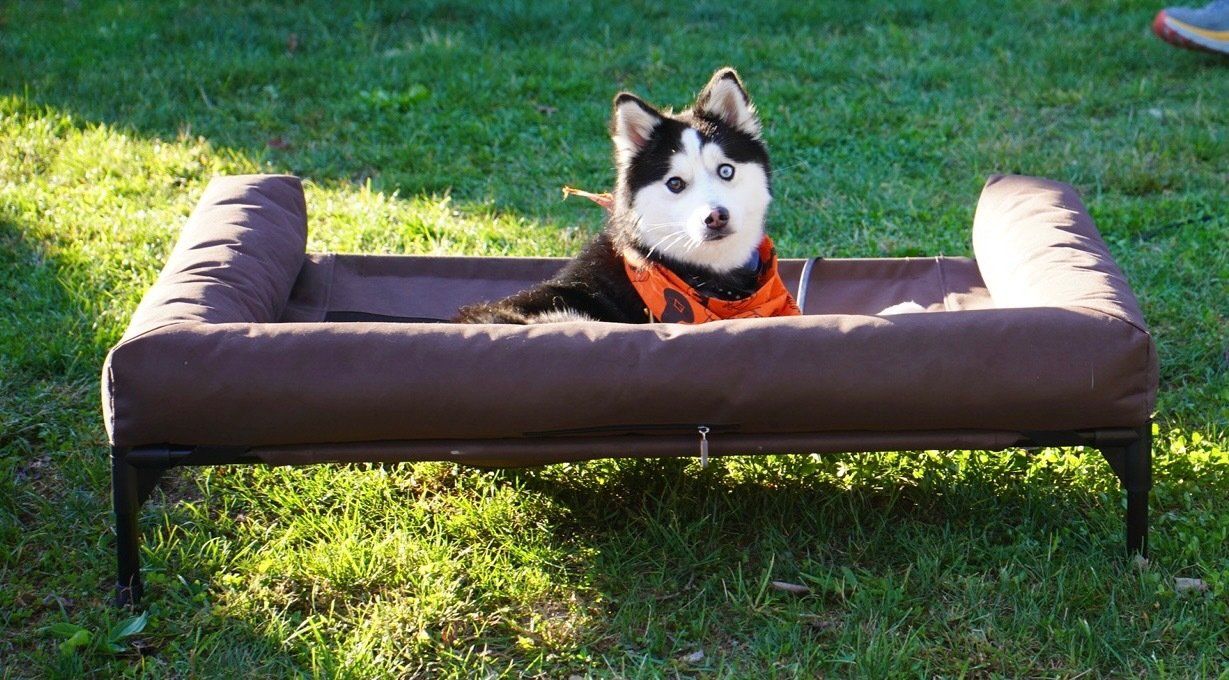 A young black and white Huskie laying in a dog bed in a yard.