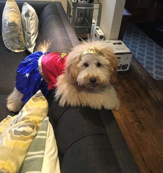 Dog with Costume