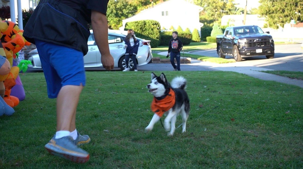 Man in shorts playing with young black and white huskie on a lead in a yard.