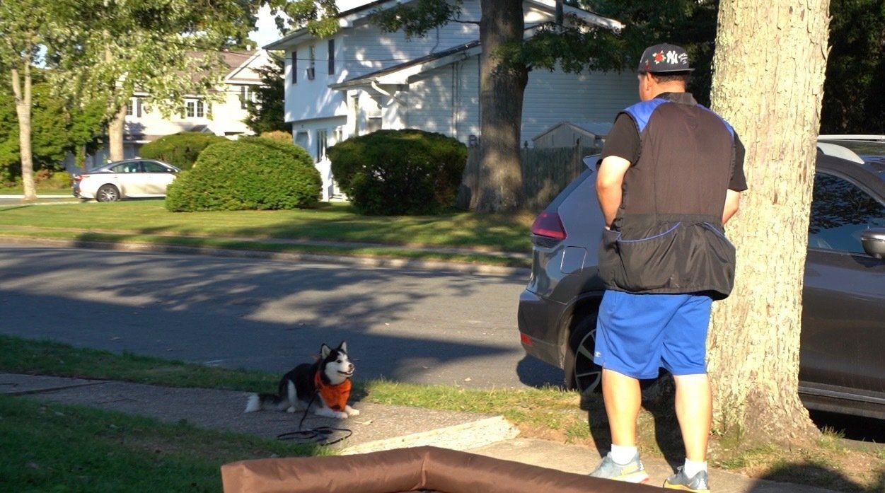 A man working with young black and white Huskie on a sidewalk near a residential street.