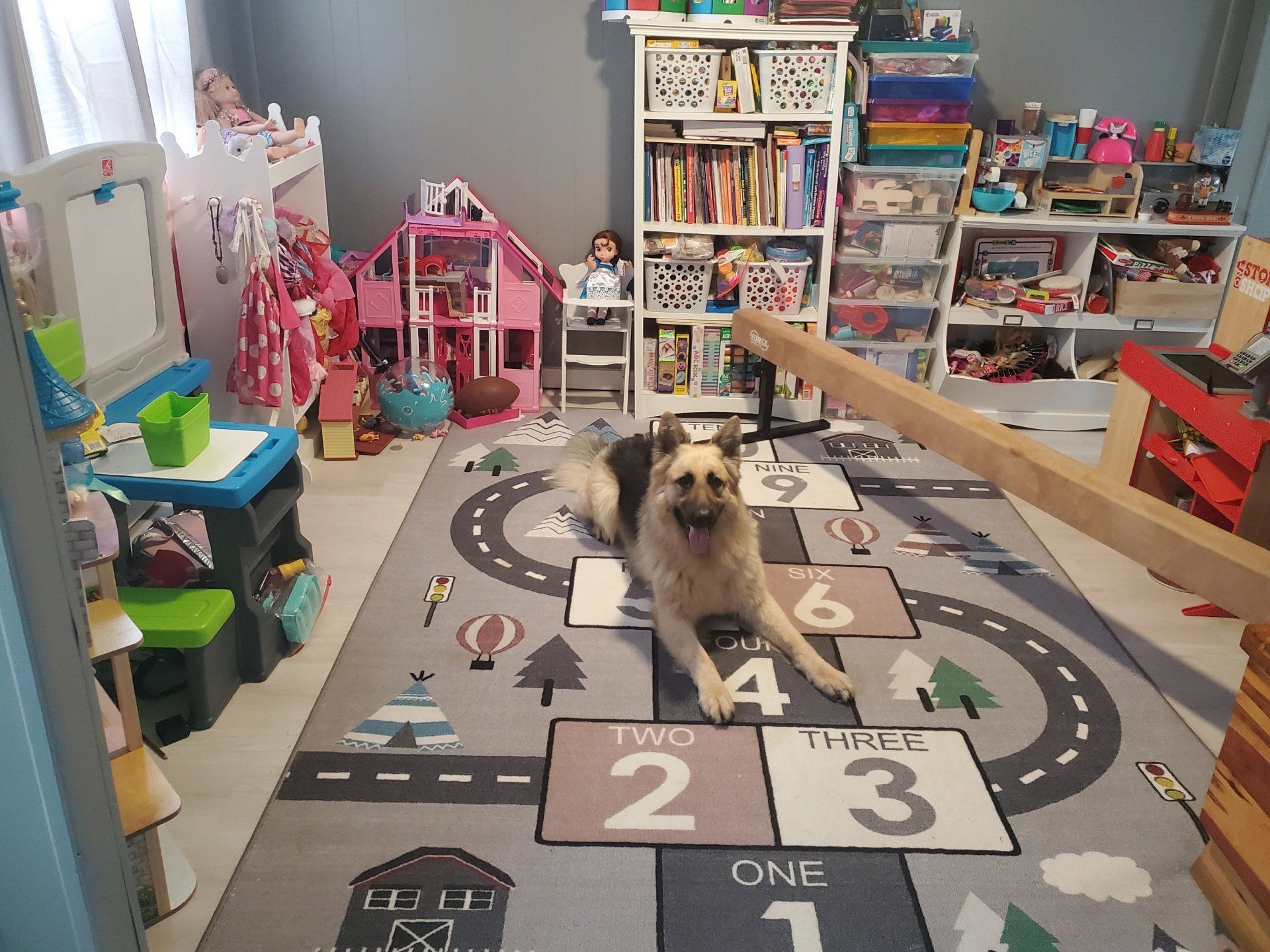 A young black and white Huskie dog in a gray dog bed outside on grass.