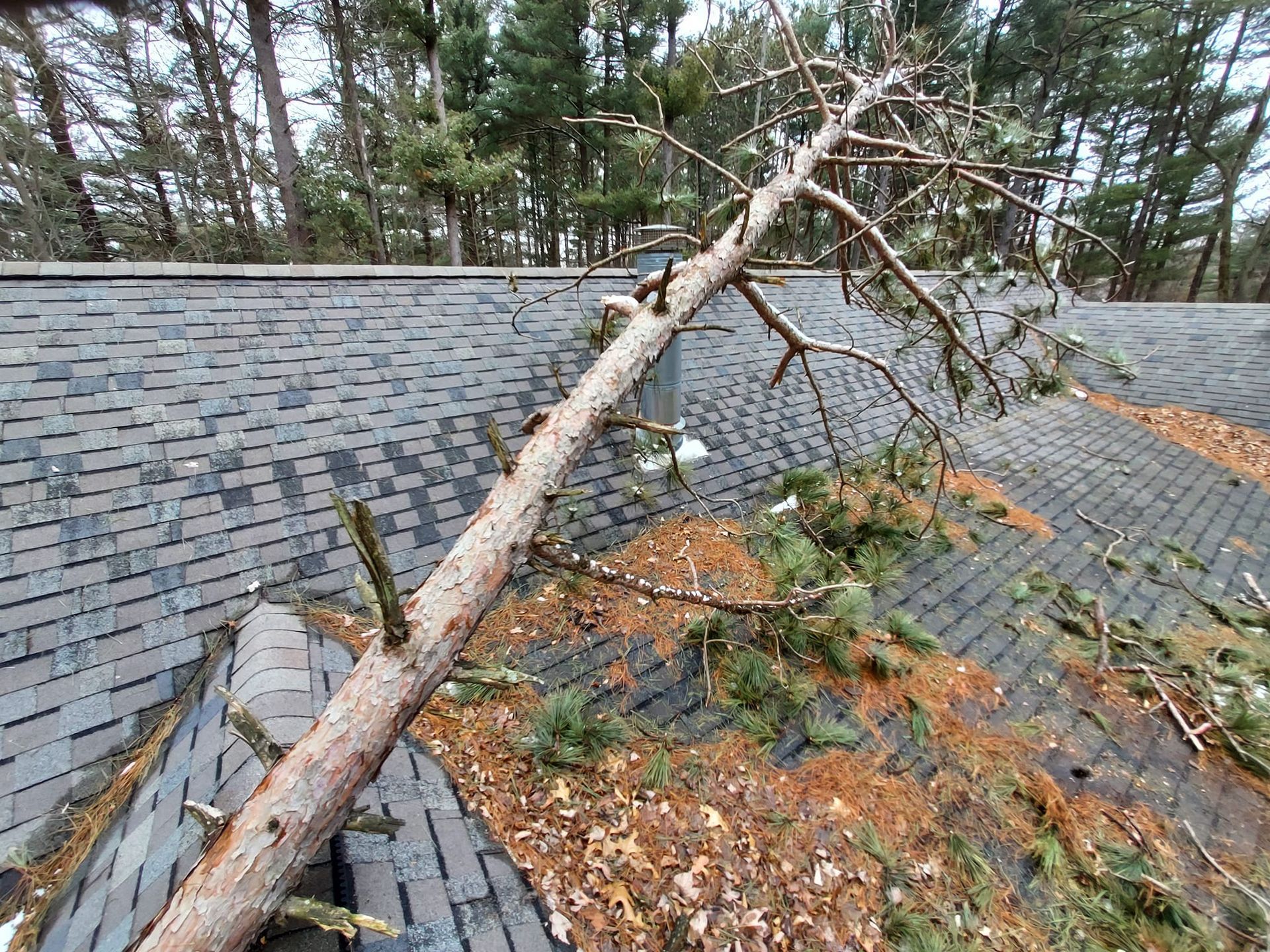 Tree Service