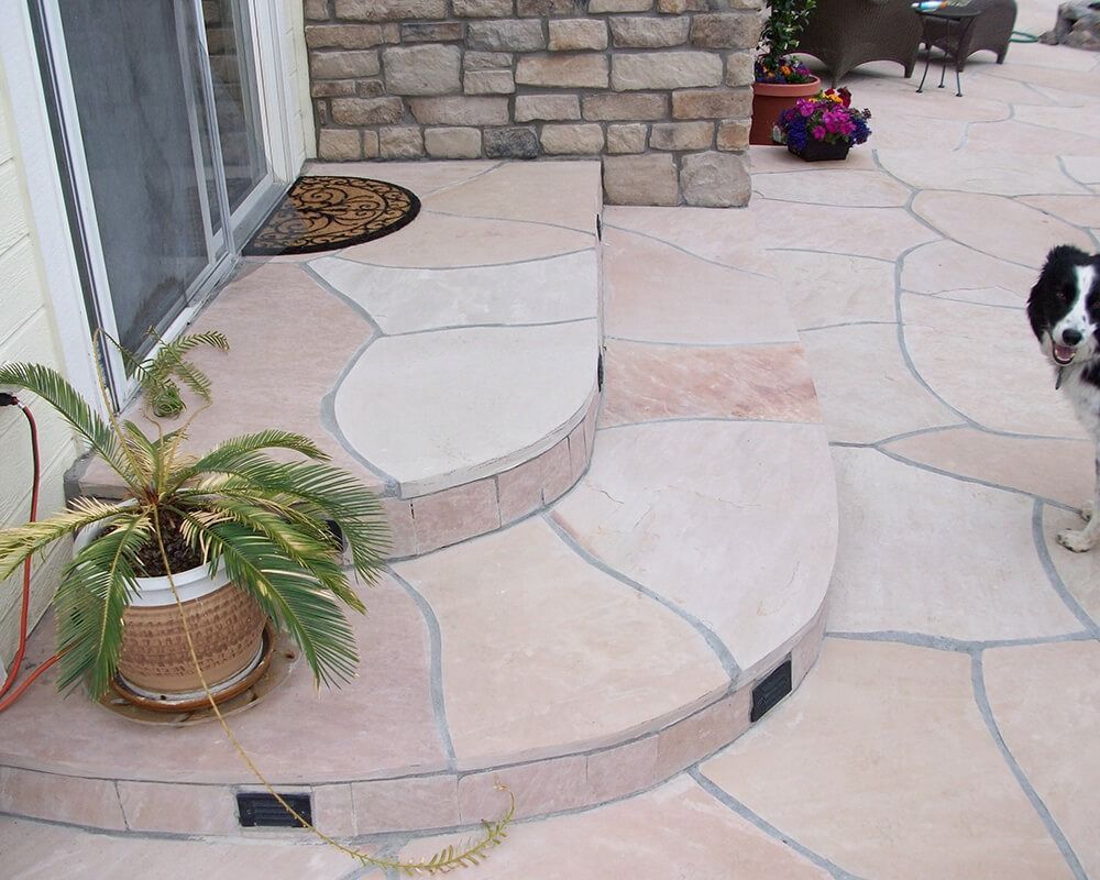 A black and white dog standing on a patio next to a potted plant