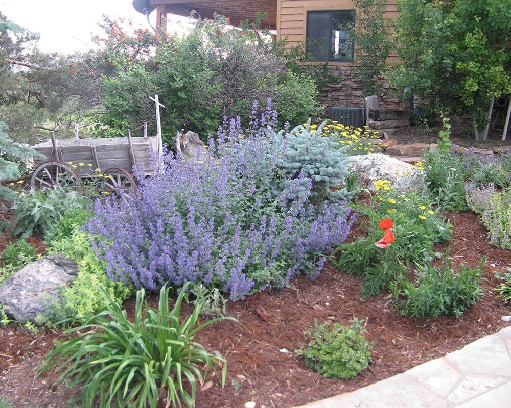 A garden with purple flowers and a wagon in the background