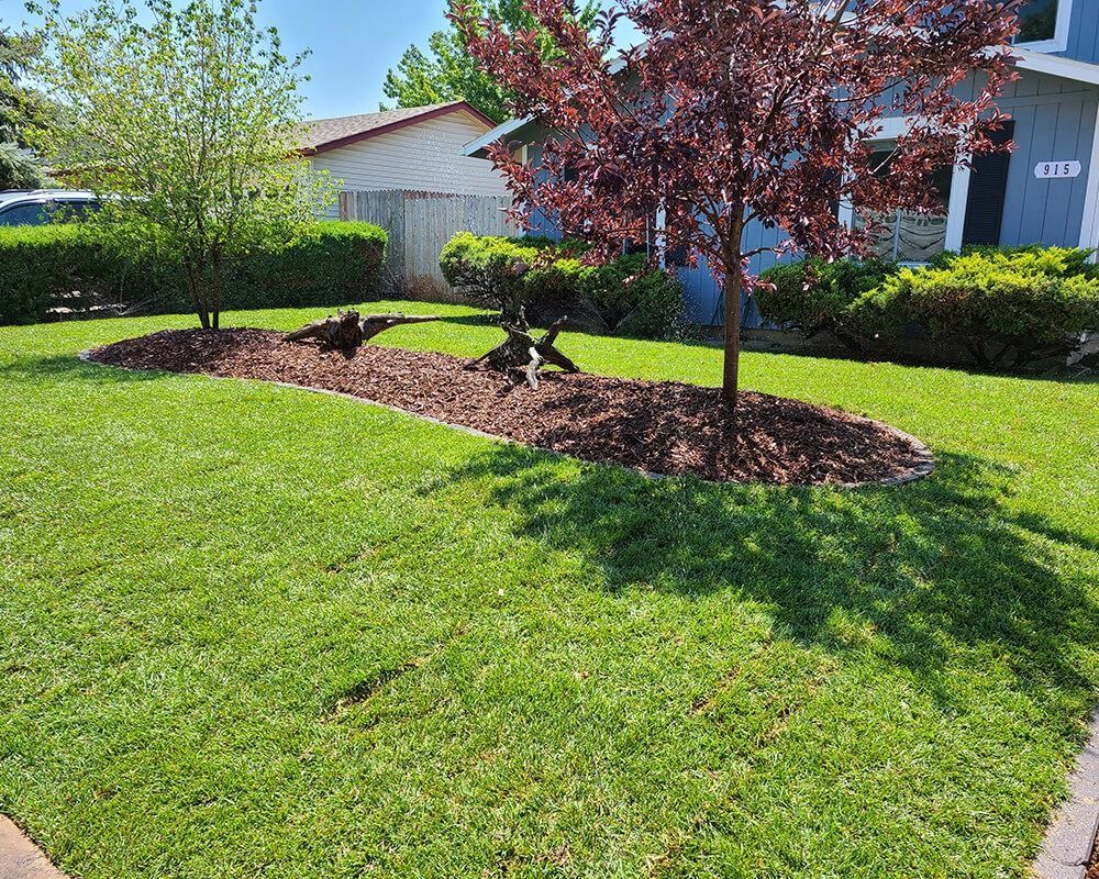 A lush green lawn with a tree in the middle of it in front of a house.