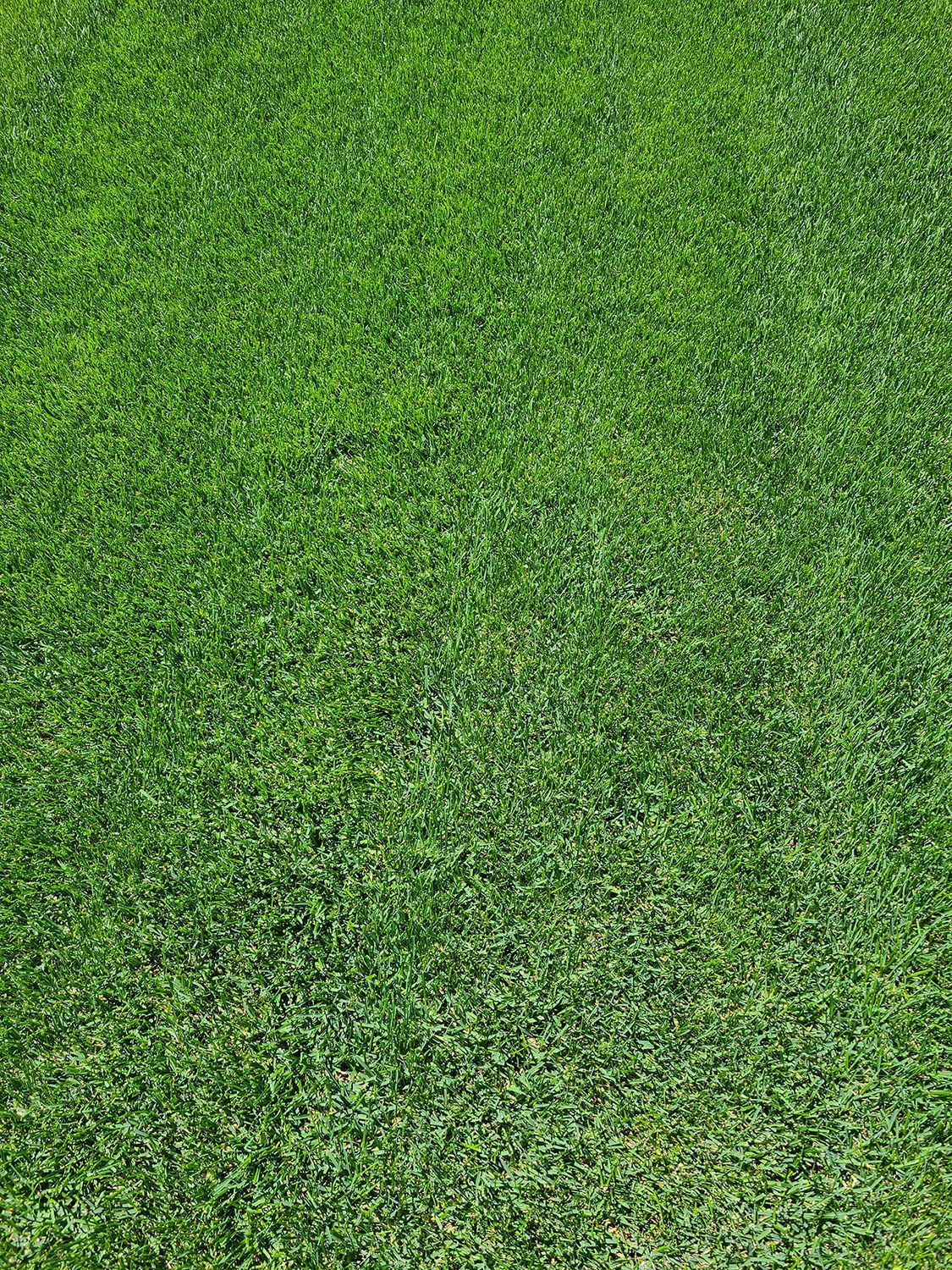 A close up of a lush green field of grass.