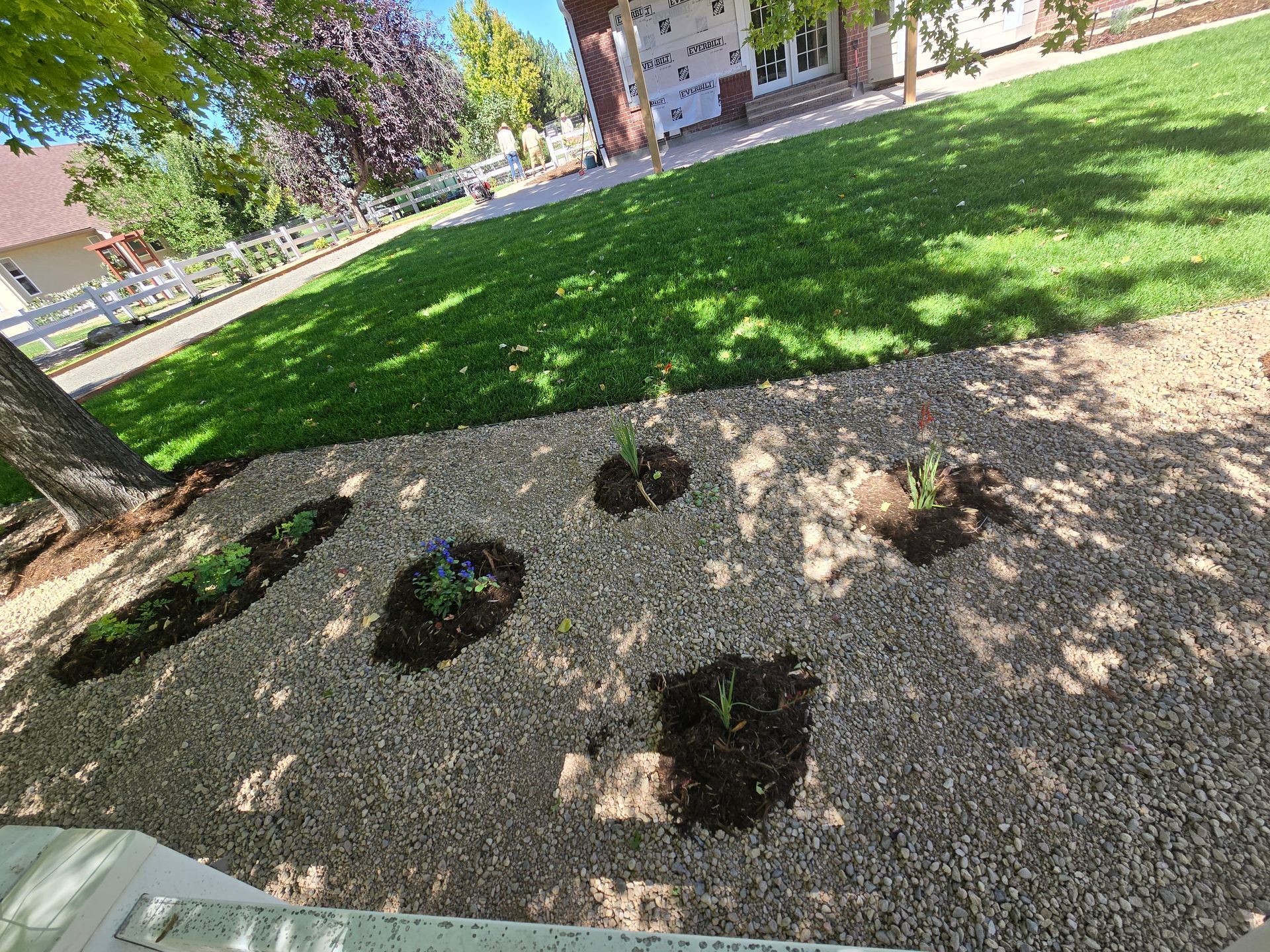A bunch of plants are sitting on top of a pile of gravel in a yard