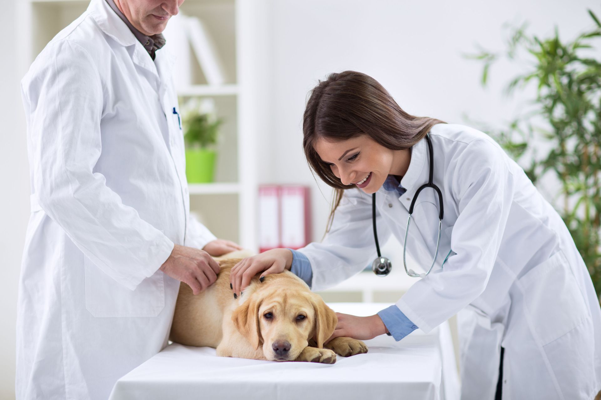 local veterinary service