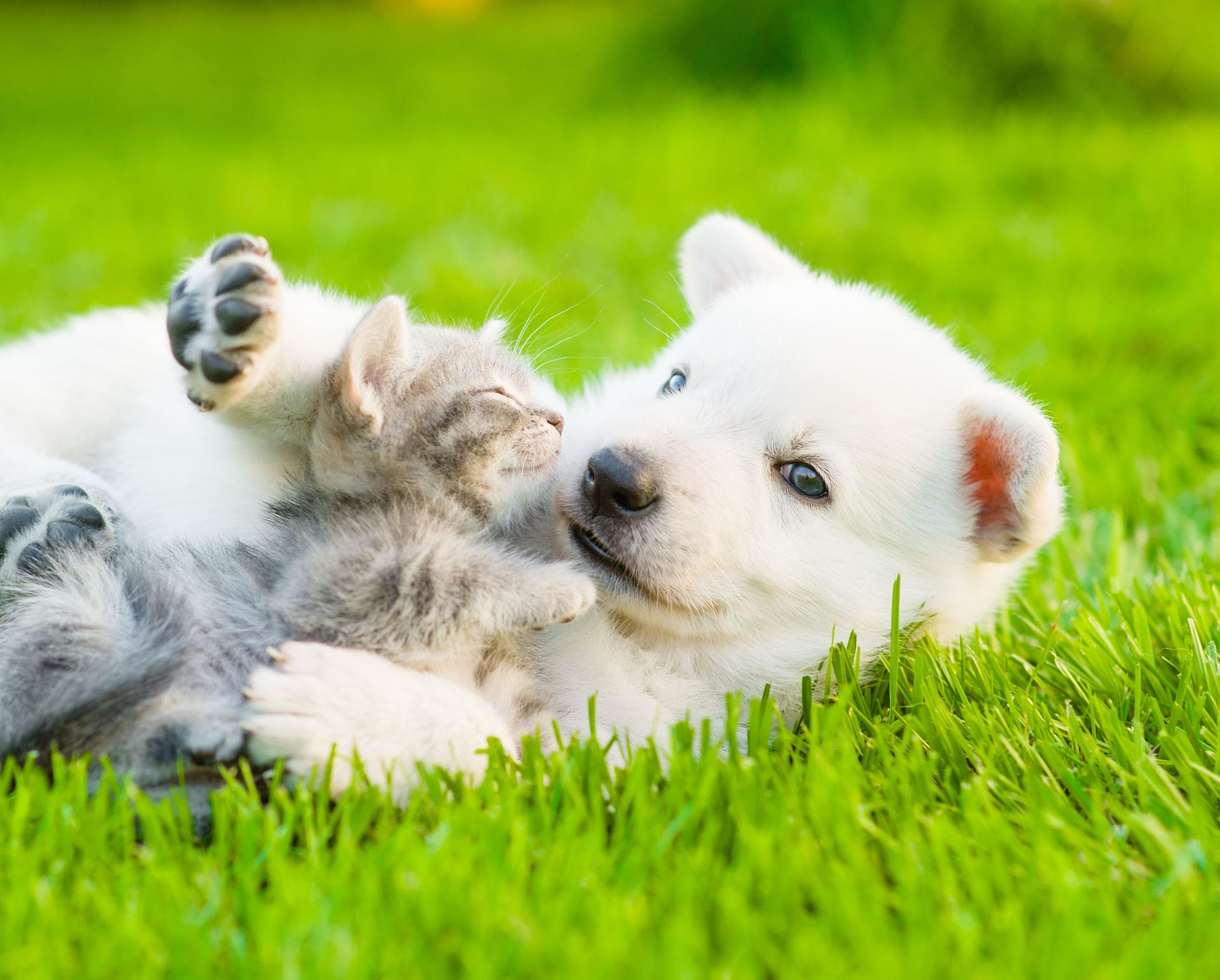 white dog and gray kitten laying in the grass