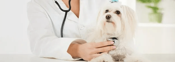 Traditional treatment for dog
