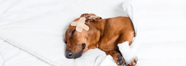 Traditional treatment for dog