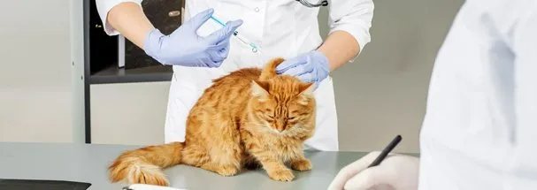Cancer treatment for cat