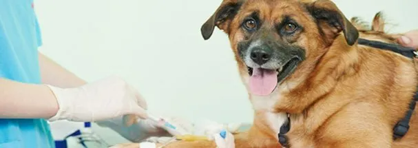 Cancer treatment for dog