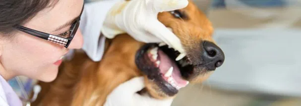 Dental care for dog