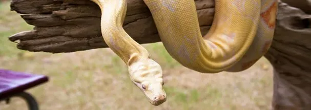 Exotic snake treatment