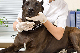 Skin diseases treatment for dog