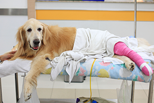 Cancer treatment for dog