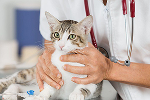 Orthopedic surgery for cat