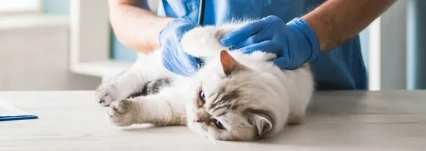 Orthopedic surgery treatment for cat