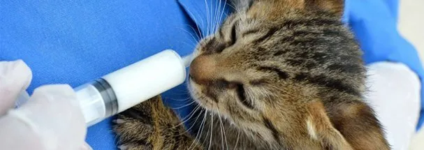 Preventive care for cat