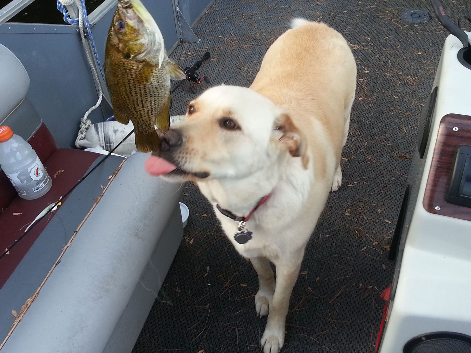 A dog standing next to a boat with a fish in its mouth
