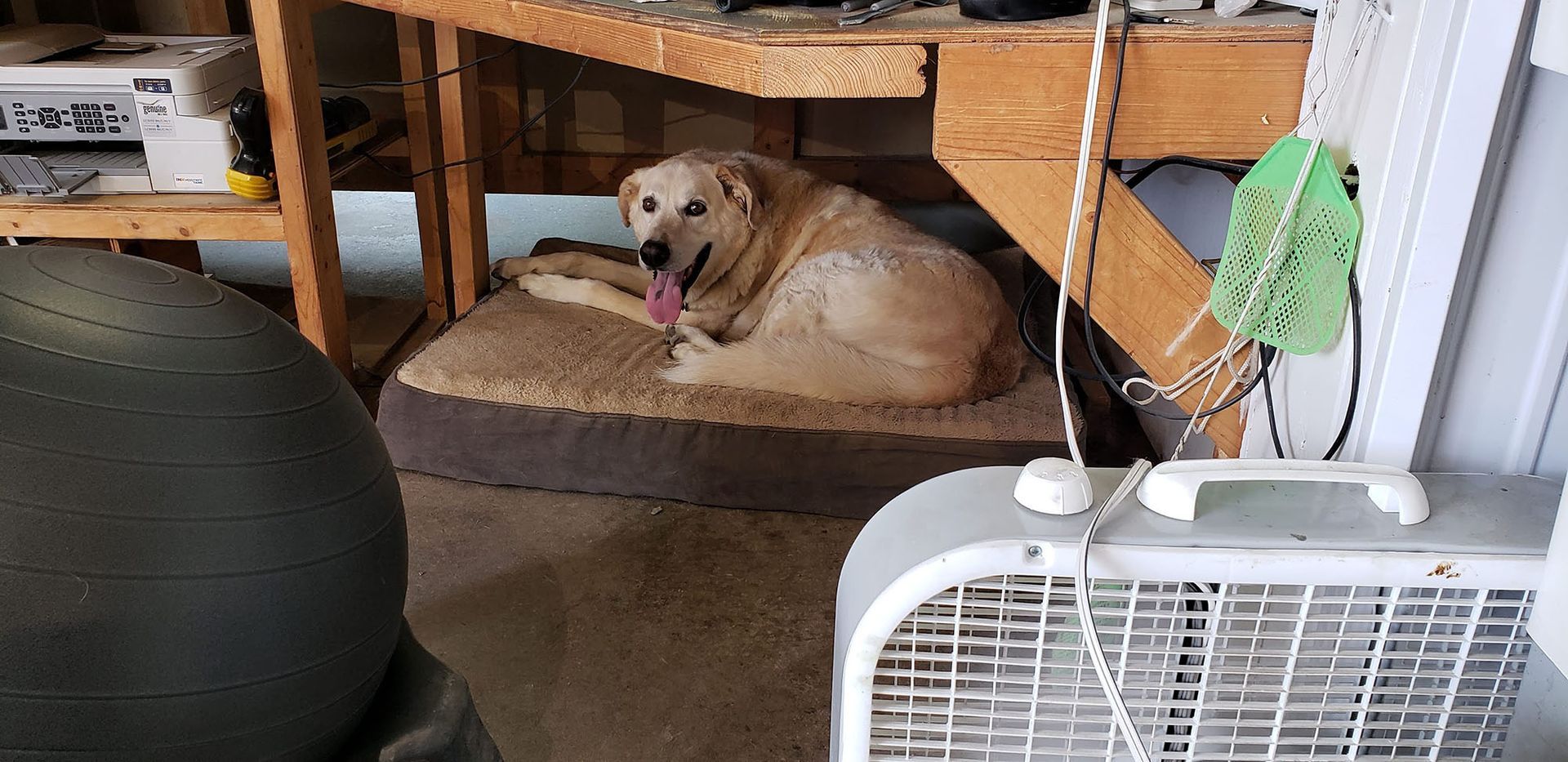 A dog is laying on a bed next to a fan.