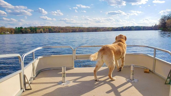 A dog is standing on the deck of a boat looking at the water.